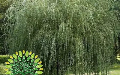 شجرة الصفصاف Salix