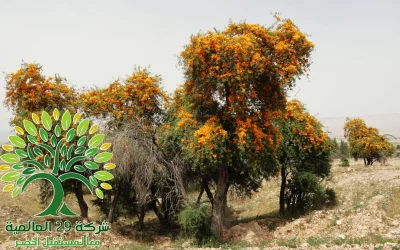 شجرة الفرفار Tecomella undulata