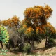 شجرة الفرفار Tecomella undulata