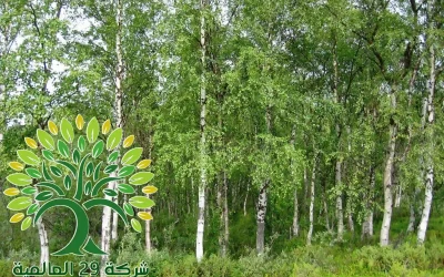 شجرة القضبان الفضي Betula pendula Youngii