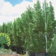 شجرة الكينو كاربس Conocarpus