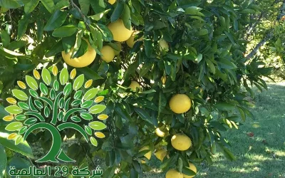 شجرة الليمون الفردوسي Citrusx paradisi