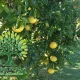 شجرة الليمون الفردوسي Citrusx paradisi