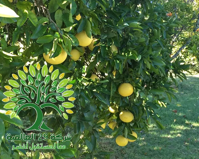 شجرة الليمون الفردوسي