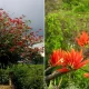 شجرة المرجان الهندي Erythrina variegata