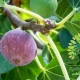شجرة تين الغدان المغربي Black Fig