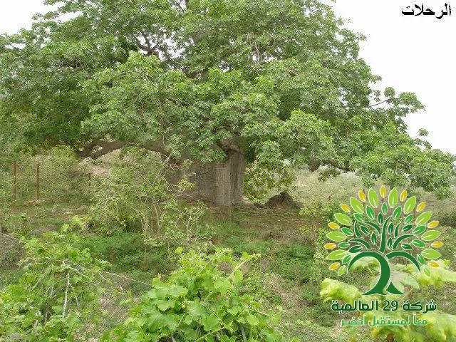 فوائد شجرة التبلدي السوداني