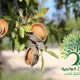 شجرة لوز حساوي Indian Almond