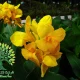 نبات الكانا الهندية Canna indica