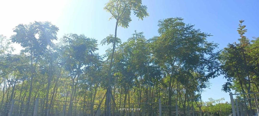 شجرة اللبخ Albizia lebbeck – شركة 29 العالمية
