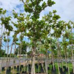 شجرة اللوز البجلي Terminalia catappa 1
