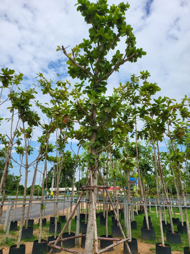 شجرة اللوز البجلي Terminalia catappa 2