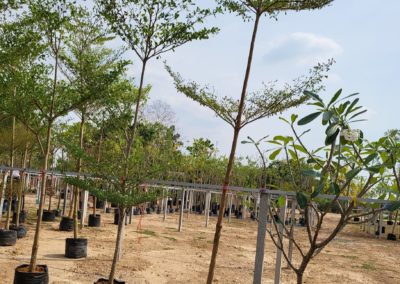 معرض شركة 29 العالمية (8)