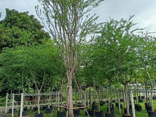 شجرة اللوز الهندي Pithecellobium dulce