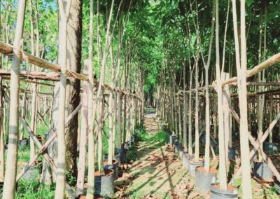 مزرعة اشجار تايلاند (101)