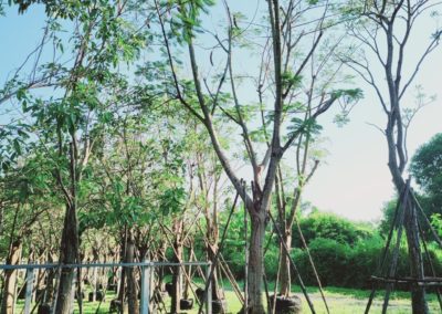 مزرعة اشجار تايلاند (105)