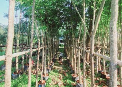 مزرعة اشجار تايلاند (106)