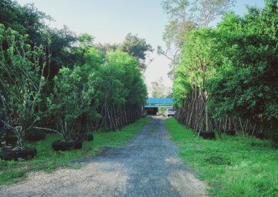 مزرعة اشجار تايلاند (12)