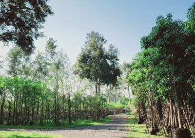 مزرعة اشجار تايلاند (15)