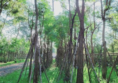 مزرعة اشجار تايلاند (16)
