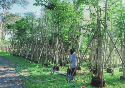 مزرعة اشجار تايلاند (2)