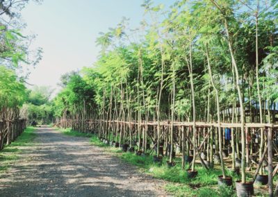 مزرعة اشجار تايلاند (20)