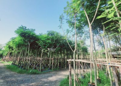 مزرعة اشجار تايلاند (22)