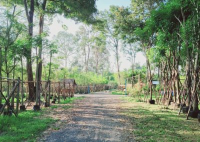 مزرعة اشجار تايلاند (23)