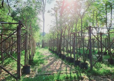 مزرعة اشجار تايلاند (32)