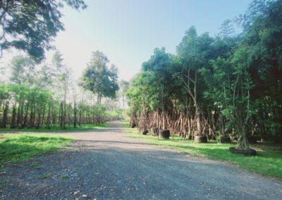 مزرعة اشجار تايلاند (35)