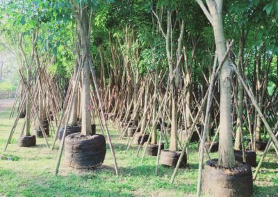 مزرعة اشجار تايلاند (38)