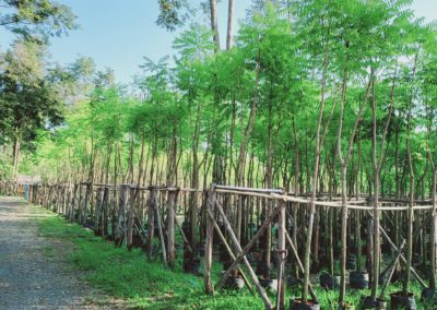 مزرعة اشجار تايلاند (45)
