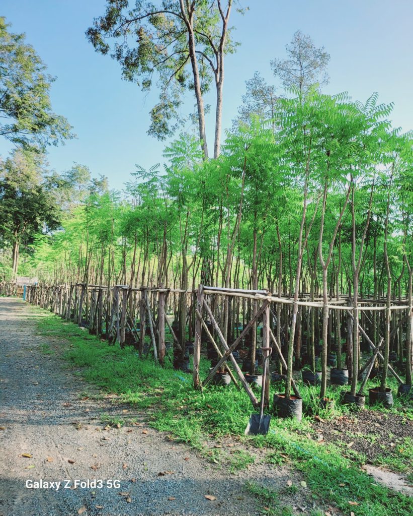 مزرعة اشجار تايلاند 45