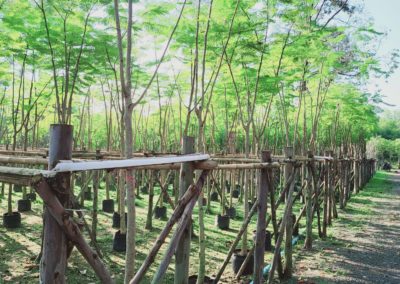 مزرعة اشجار تايلاند (47)