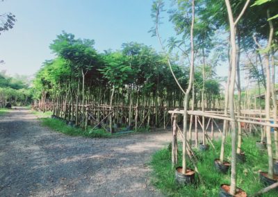 مزرعة اشجار تايلاند (49)