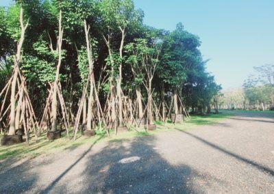 مزرعة اشجار تايلاند (52)