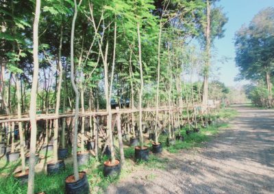 مزرعة اشجار تايلاند (53)