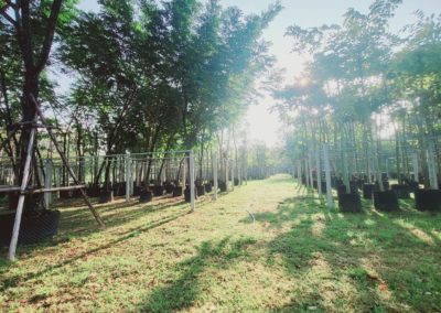 مزرعة اشجار تايلاند (63)