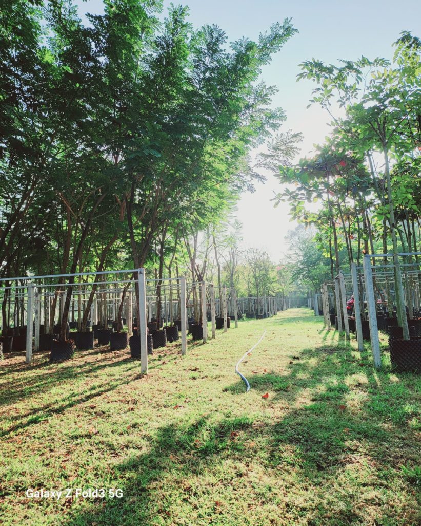 مزرعة اشجار تايلاند 65