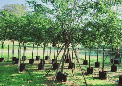 مزرعة اشجار تايلاند (75)