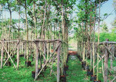 مزرعة اشجار تايلاند (86)