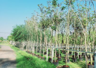 مزرعة اشجار تايلاند (87)