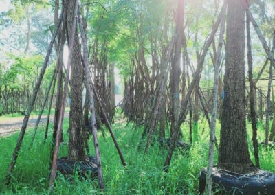 مزرعة اشجار تايلاند (89)