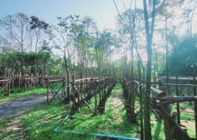 مزرعة اشجار تايلاند (90)