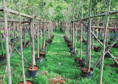 مزرعة اشجار تايلاند (92)