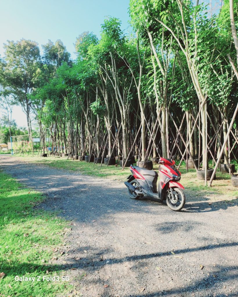 مزرعة اشجار تايلاند 94