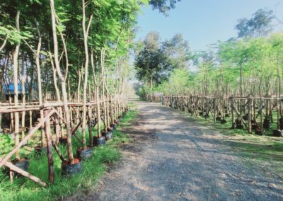مزرعة اشجار تايلاند (95)