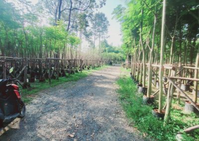 مزرعة اشجار تايلاند (96)