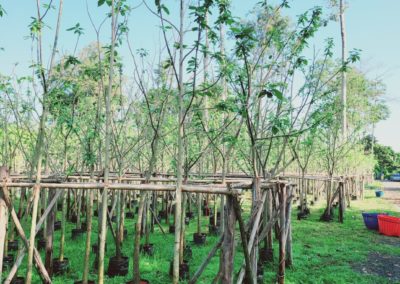 مزرعة اشجار تايلاند (98)
