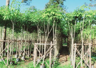 مزرعة اشجار تايلاند (99)